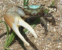 fiddler-crab-bg