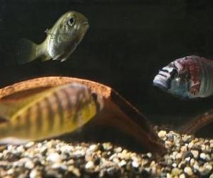 Slugfest Losers Ignored By The Female