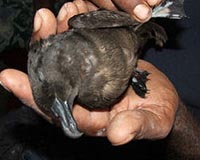 Mysterious Fiji petrel sighting raises hopes for survival