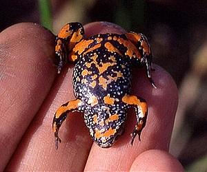 Giant Fire-Bellied Toad's Brain Brims With Powerful Germ-Fighters