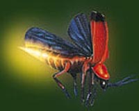 Firefly protein causes plant roots to glow in the dark