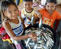 In An Indonesian Bay Fish Tumours And Controversy