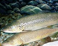 Large freshwater species are at the greatest risk of extinction