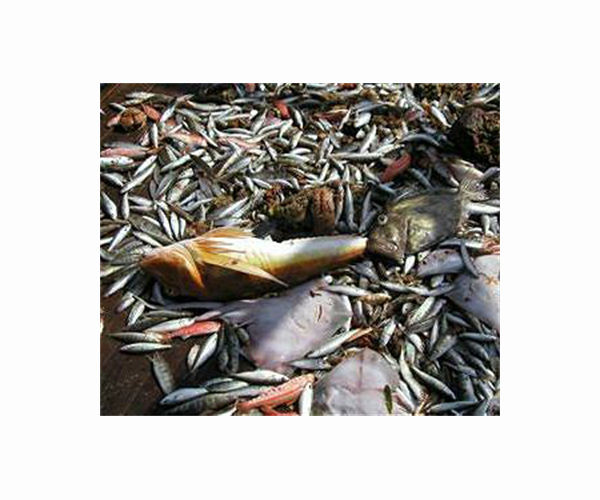 Rampant fishing industry abuses dull Taiwan's rights record