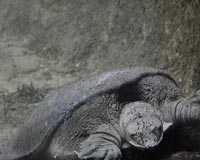 Indian police rescue 6,000 turtles in 'largest' haul