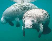 Florida manatees likely to persist for at least 100 years