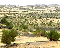 Mediterranean, Semi-Arid Ecosystems Prove Resistant to Climate Change