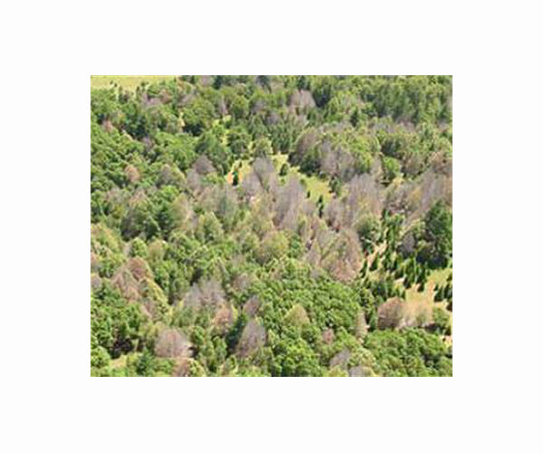 For blight-ridden American chestnut tree, rebirth may be in offing