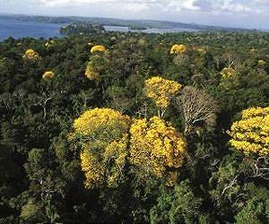 Tropical forest blossoms are sensitive to changing climate