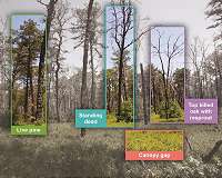 New technique reveals details of forest fire recovery