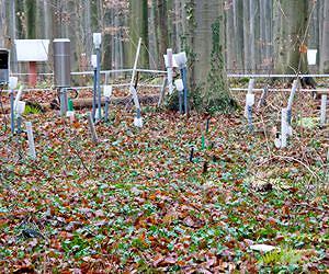 Wireless sensor network monitors microclimate in the forest