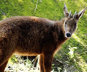 Taiwan gives China rare deer and goats