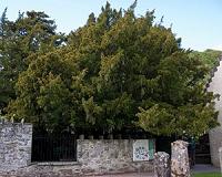 After 5,000 years, Britian's Fortingall Yew is turning female
