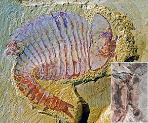 Cambrian fossil pushes back evolution of complex brains