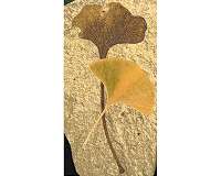 Living fossil genome unveiled
