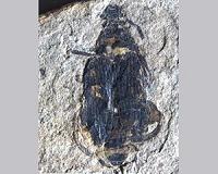 Fossil palm beetles 'hindcast' 50-million-year-old winters