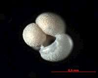 Decline in atmospheric carbon dioxide key to ancient climate transition