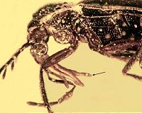 Beetles pollinated orchids millions of year ago, fossil evidence shows