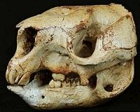 Out of the pouch: Ancient DNA from extinct giant roos