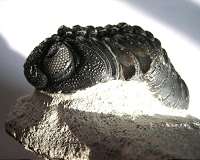Giant trilobite fossil found on Australia's Kangaroo Island