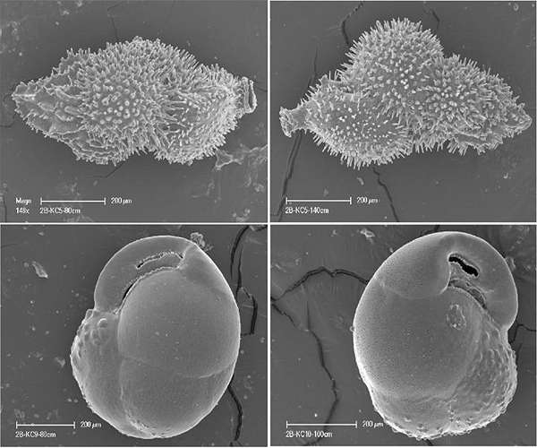 Seeking climate connections among the oceans' smallest organisms