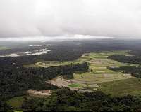 Laissez-faire is not good enough for reforestation