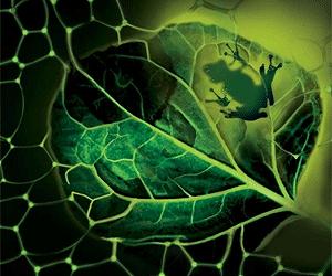 Lighting up the plant hormone 'command system'