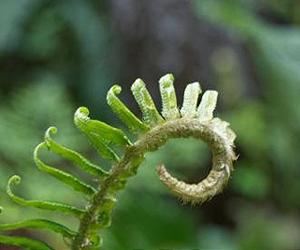 Ferns And Fog On The Forest Floor