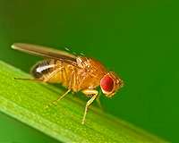 Insects can see the world in much finer resolution than previously thought