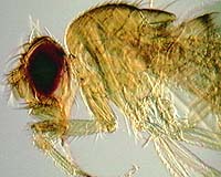 Fruitfly Study Shows How Evolution Wings It