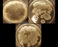 One billion year old fungi found is Earth's oldest