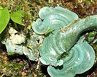 Rich collection of Costa Rican flora hits the web