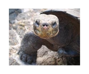 Breeding season underway for famed Galapagos tortoises