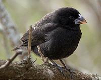 Scientists saving Darwin finches one pesticide-soaked cotton ball at a time
