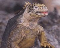 Pink iguanas discovered on Galapagos Islands