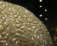 Study uncovers new fact of coral spawning