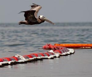 Oiled birds everywhere, but little rescue crews can do