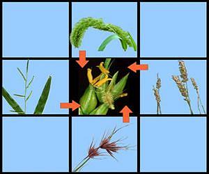 Genes may travel from plant to plant to fuel evolution