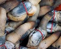 Gear, not geoducks, impacts ecosystem if farming increases