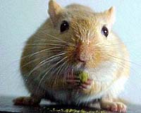 Black Death: Don't blame the rats, it was the gerbils