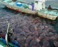 Jellyfish thrive in the man-made disruption of the oceans
