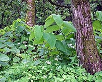 Invasions By Alien Plants Have Been Mapped In European Union