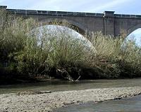 Giant reed is a photosynthetic outlier, study finds