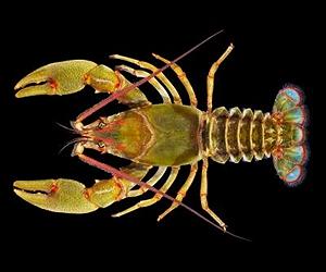 Researchers Discover Giant Crayfish Species Right Under Their Noses