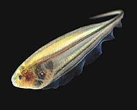 Electric Fish Shed Light On Ways The Brain Directs Movement