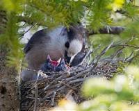 Iconic boreal bird species declining in the Adirondacks