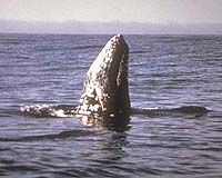 How Is That Whale Listening