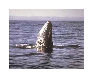 Curious whales give boost to Mexican fishermen