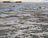 Marine virus outbreaks linked to coral bleaching