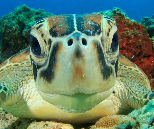 Tunisian rehab barge offers hope for vulnerable sea turtles
